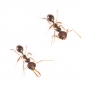 Preview: Myrmoteras binghamii (Schnappkiefer)